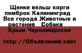 Щенки вельш корги пемброк Калининград - Все города Животные и растения » Собаки   . Крым,Черноморское